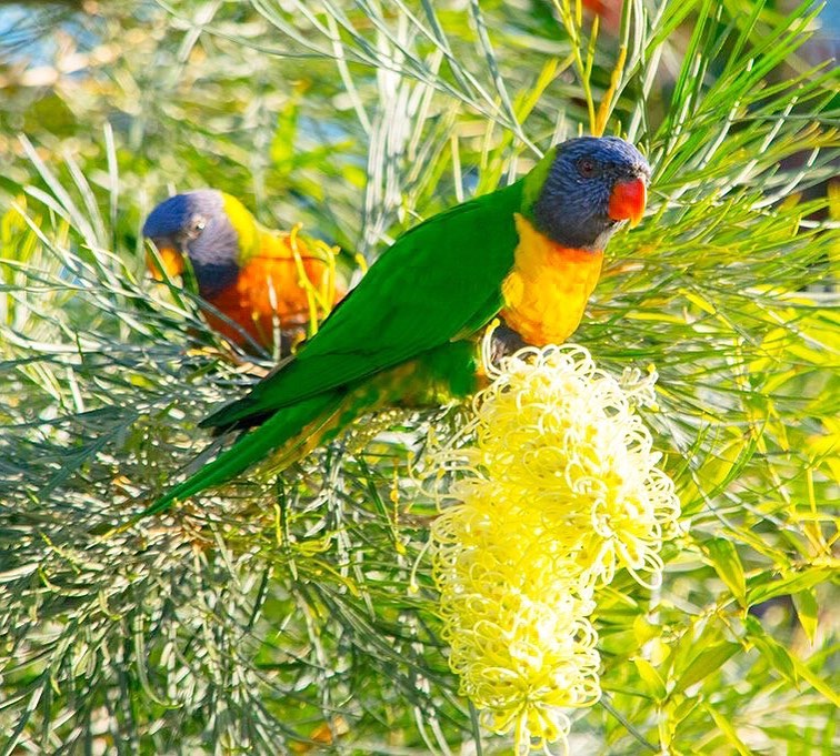 Top 10 Most Beautiful Parrot_Rainbow Lorikeet 