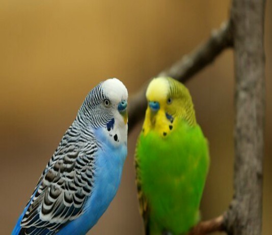 Are parakeets good pets , ParrotsLove