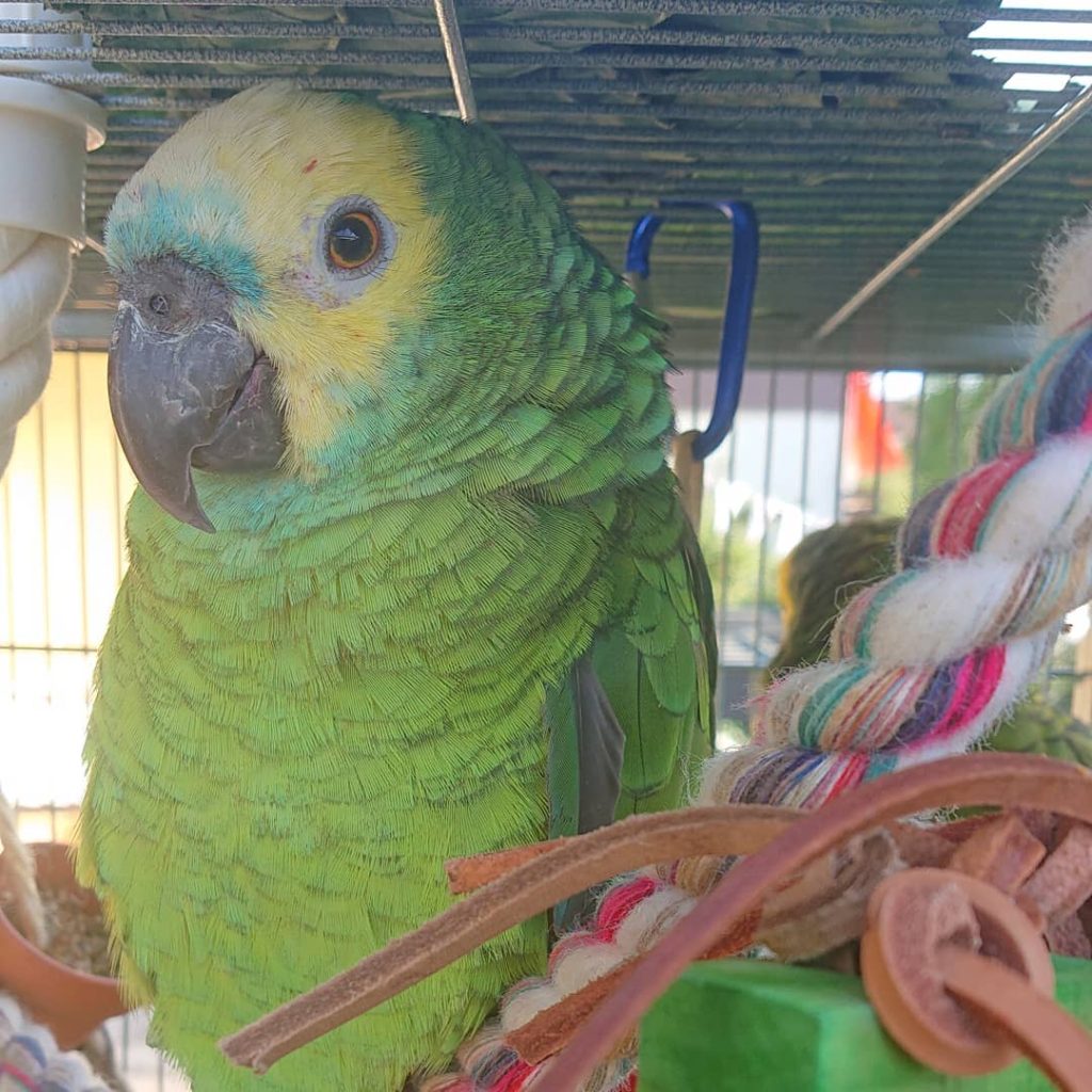 Blue-Fronted Amazon Top 10 Smartest Talking Birds | ParrotsLove