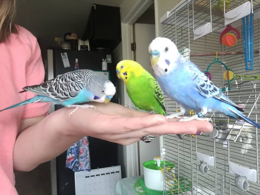 Budgie Parakeets Top 10 Smartest Talking Birds | ParrotsLove