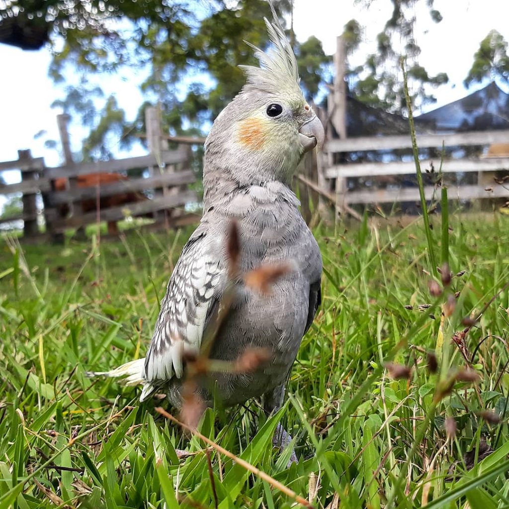 Cockatiel Bird Care & Food | ParrotsLove, pet bird. Parakeets, cockatiels, conures, macaws, parrots, canarys, love birds, finches. ParrotsLove