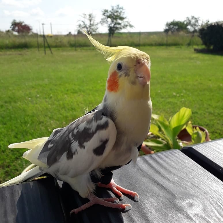 Cockatiel Bird Care & Food, ParrotsLove, cockatiels