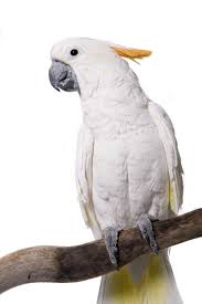 Cockatoo Beautiful White Parrot | PrrotsLove