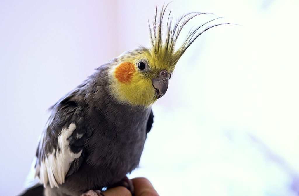 Top 10 Most Beautiful Parrot_Cockatail