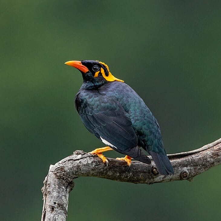 Common hill myna Top 10 Smartest Talking Birds | ParrotsLove