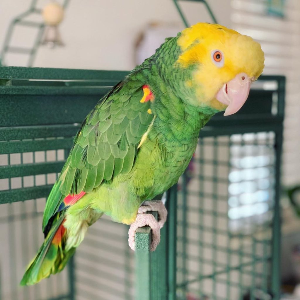 Double Yellow Head Amazon Top 10 Smartest Talking Birds | ParrotsLove