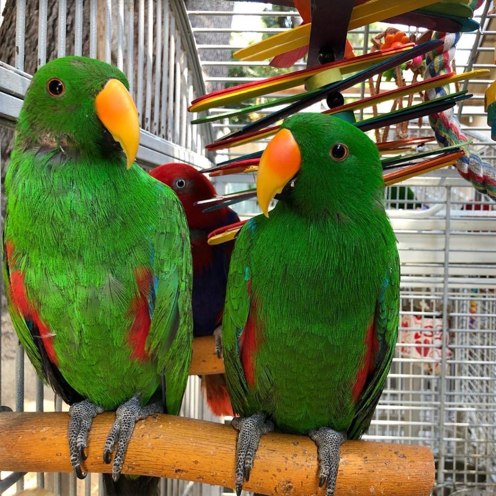 Eclectus Parrots Top 10 Smartest Talking Birds | ParrotsLove