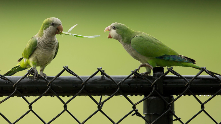 Monk parakeets in Cooper City, Florida. (Photo: J Pat Carter, AP)

Monk parakeets in Cooper City, Florida. (Photo: J Pat Carter, AP)
