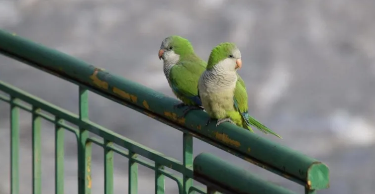 Feral-Parrots-Are-Taking-Over-America, Monk parakeets in Cooper City, Florida. (Photo: J Pat Carter, AP)