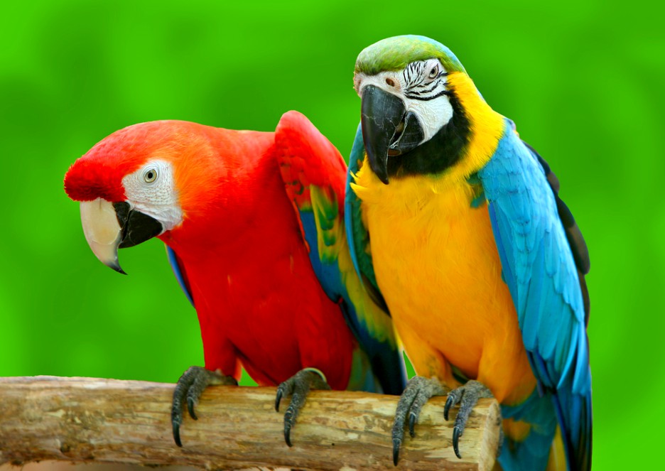 Fun Facts About Parrots | ParrotsLove