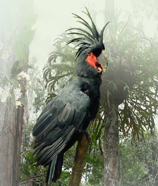 Black Palm Cockatoo, parrotslove