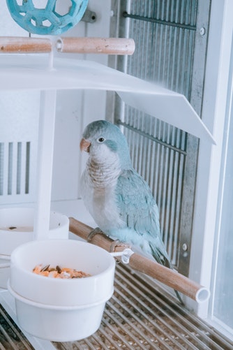 How To Train Your Pet Parrot In 10 Steps, ParrotsLove