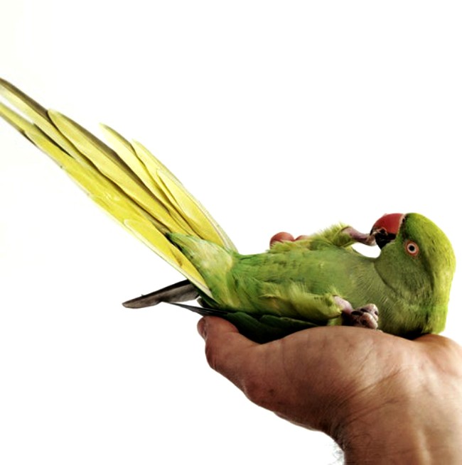 How To Train Your Pet Parrot In 10 Steps, ParrotsLove