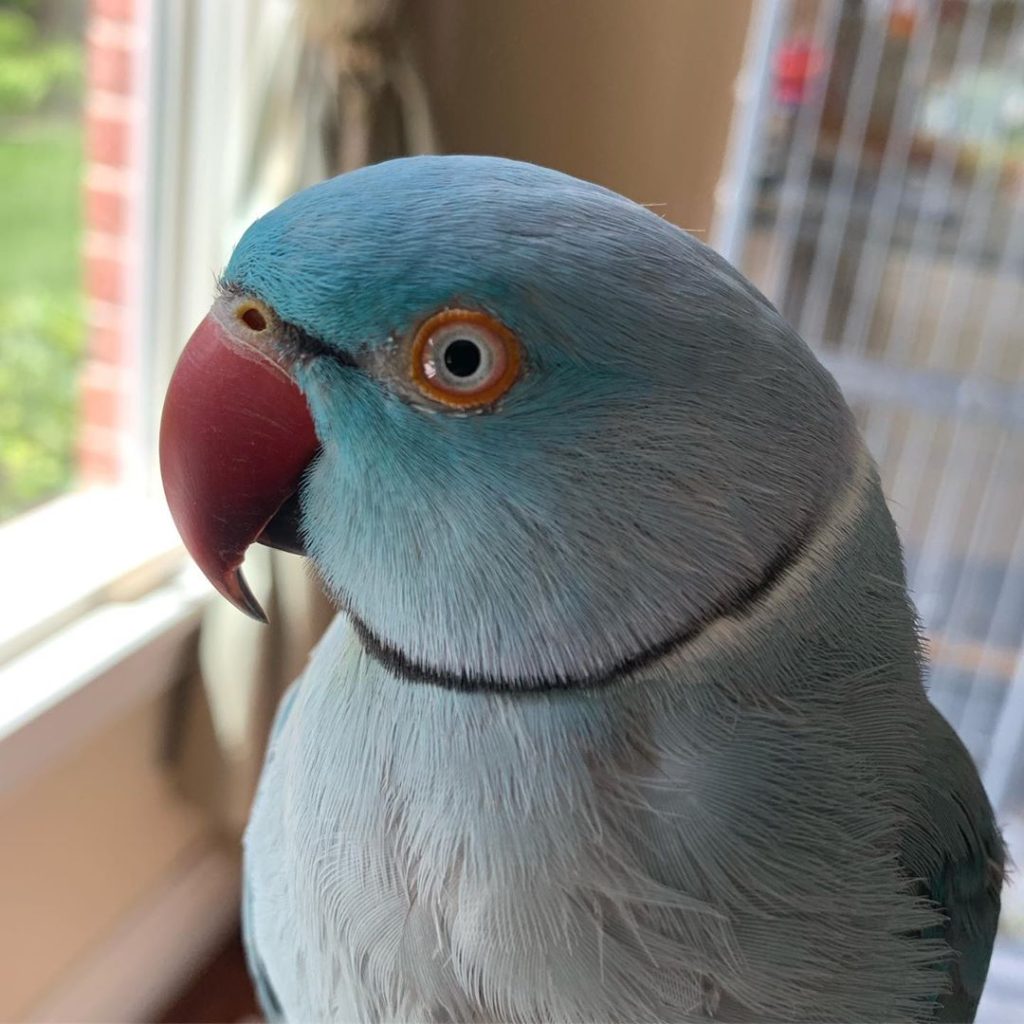 Indian Ringneck Top 10 Smartest Talking Birds | ParrotsLove