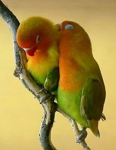 Lovebird Care & Food | Lovebirds as Pets | ParrotsLove