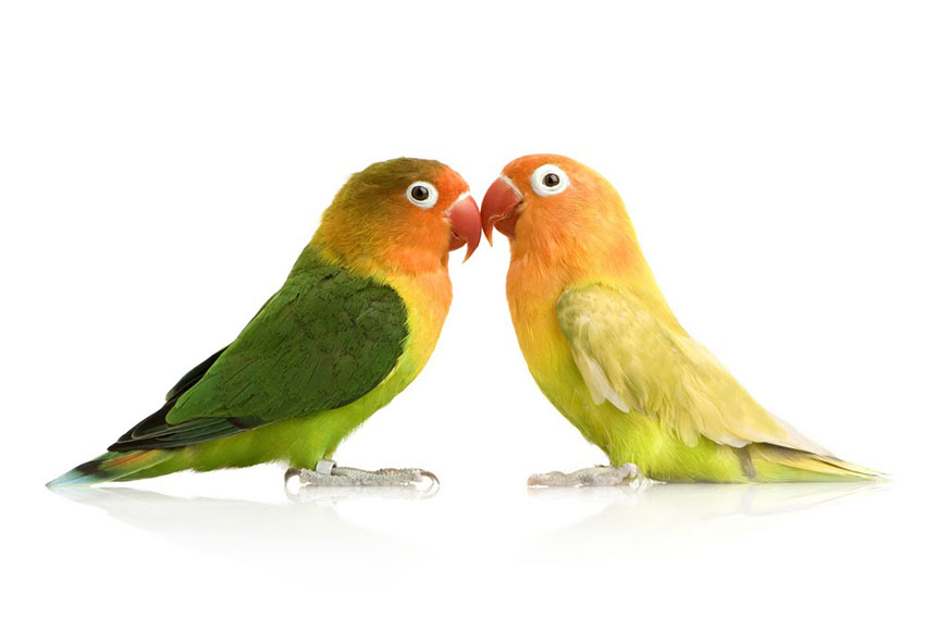 Common Parrot Diseases | ParrotsLove