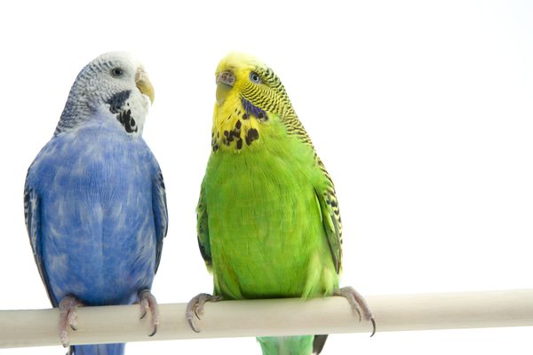 Common Parrot Diseases | ParrotsLove