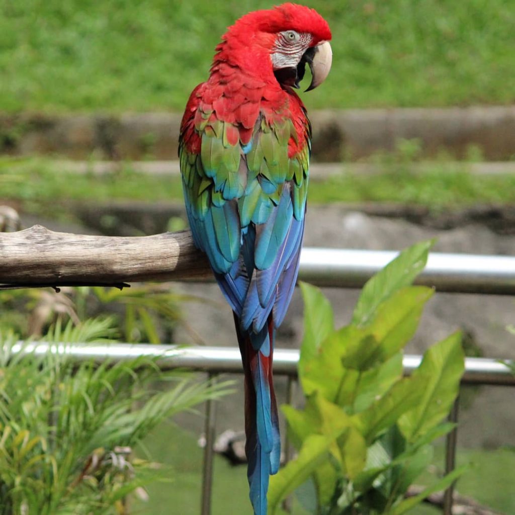  The scarlet macaw, Top 10 Most Beautiful Parrot, ParrotsLove,