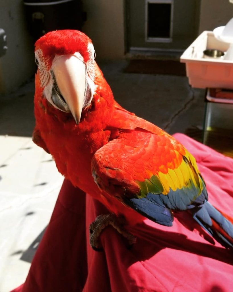  The scarlet macaw, Top 10 Most Beautiful Parrot, ParrotsLove,