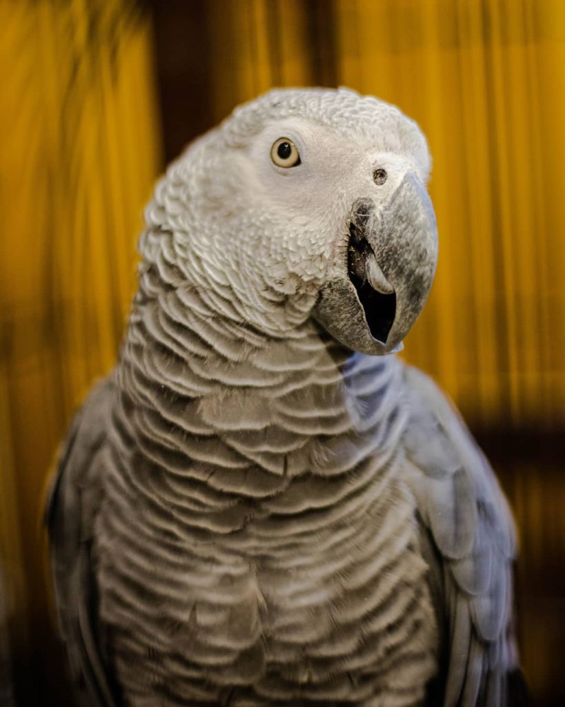 Top 10 Most Beautiful Parrot, ParrotsLove, African grey 