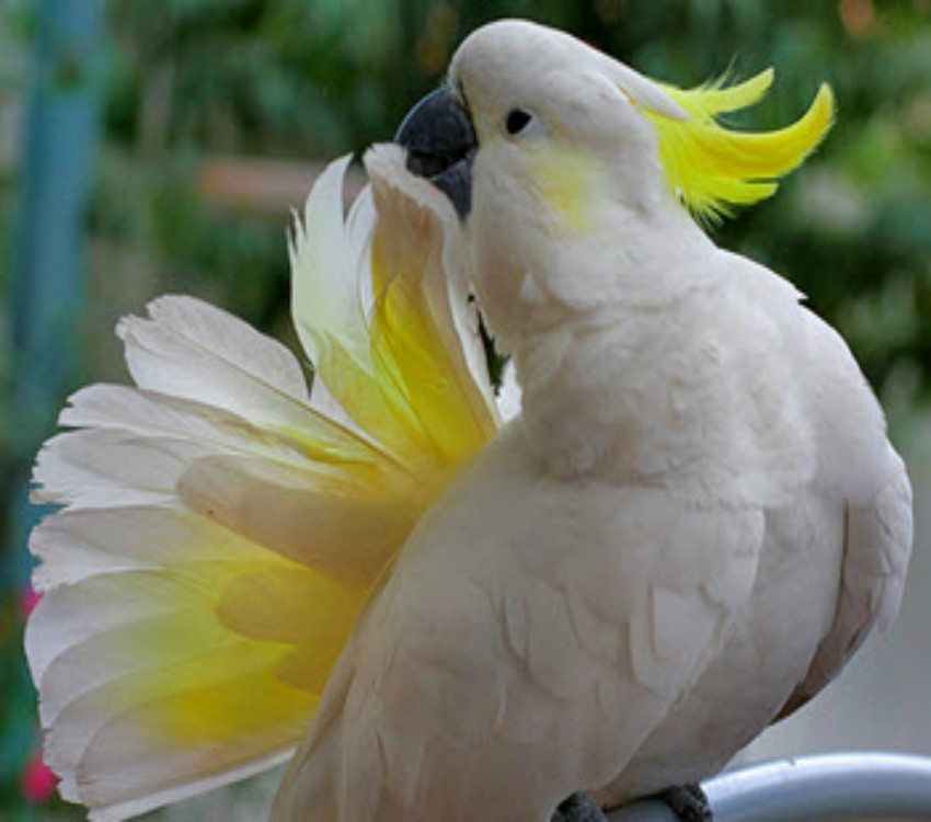 Sulphur-crested-coockatoo, sulpher-crested-cockatoo-Cockatoo Beautiful White Parrot, ParrotsLove