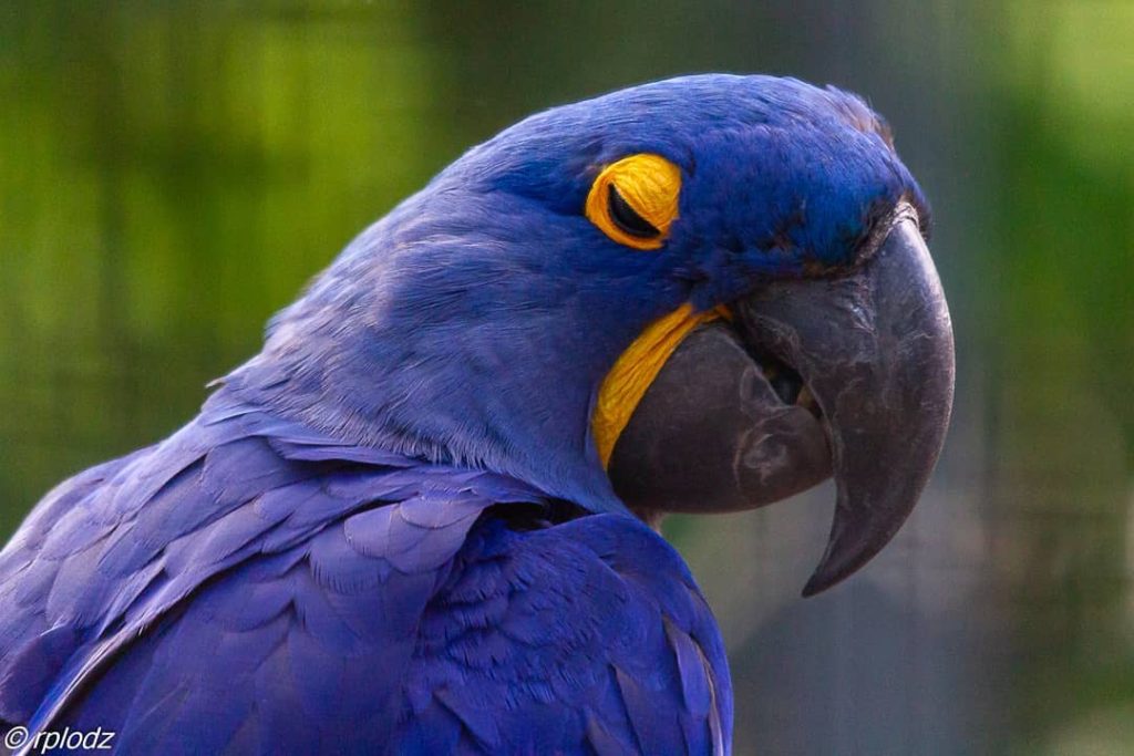  hyacinth macaw, Top 10 Most Beautiful Parrot, ParrotsLove,