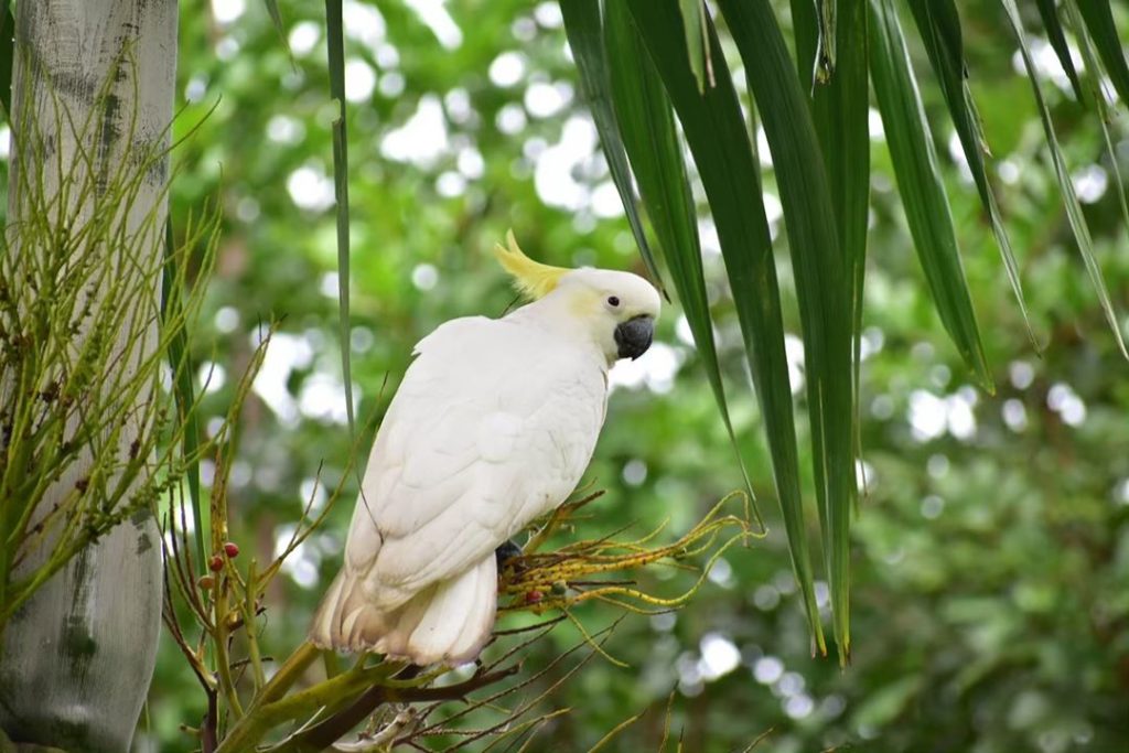 Top 10 Most Beautiful Parrot, ParrotsLove_parrots