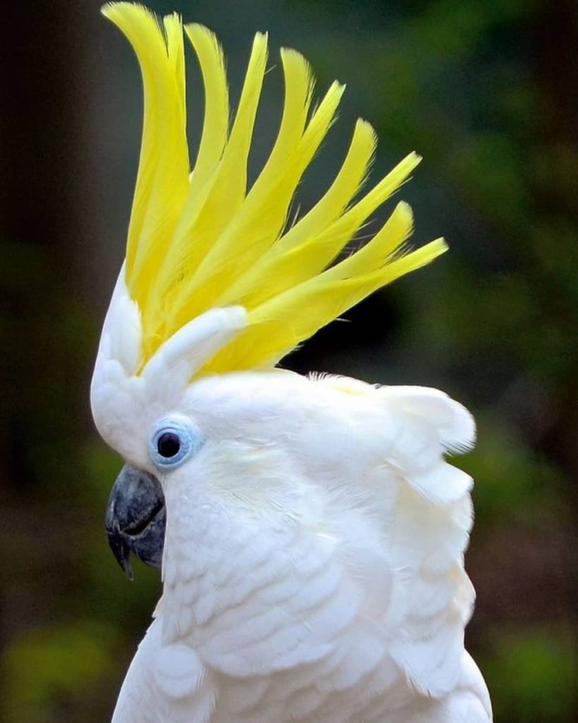 Top 10 Most Beautiful Parrot, ParrotsLove_parrots