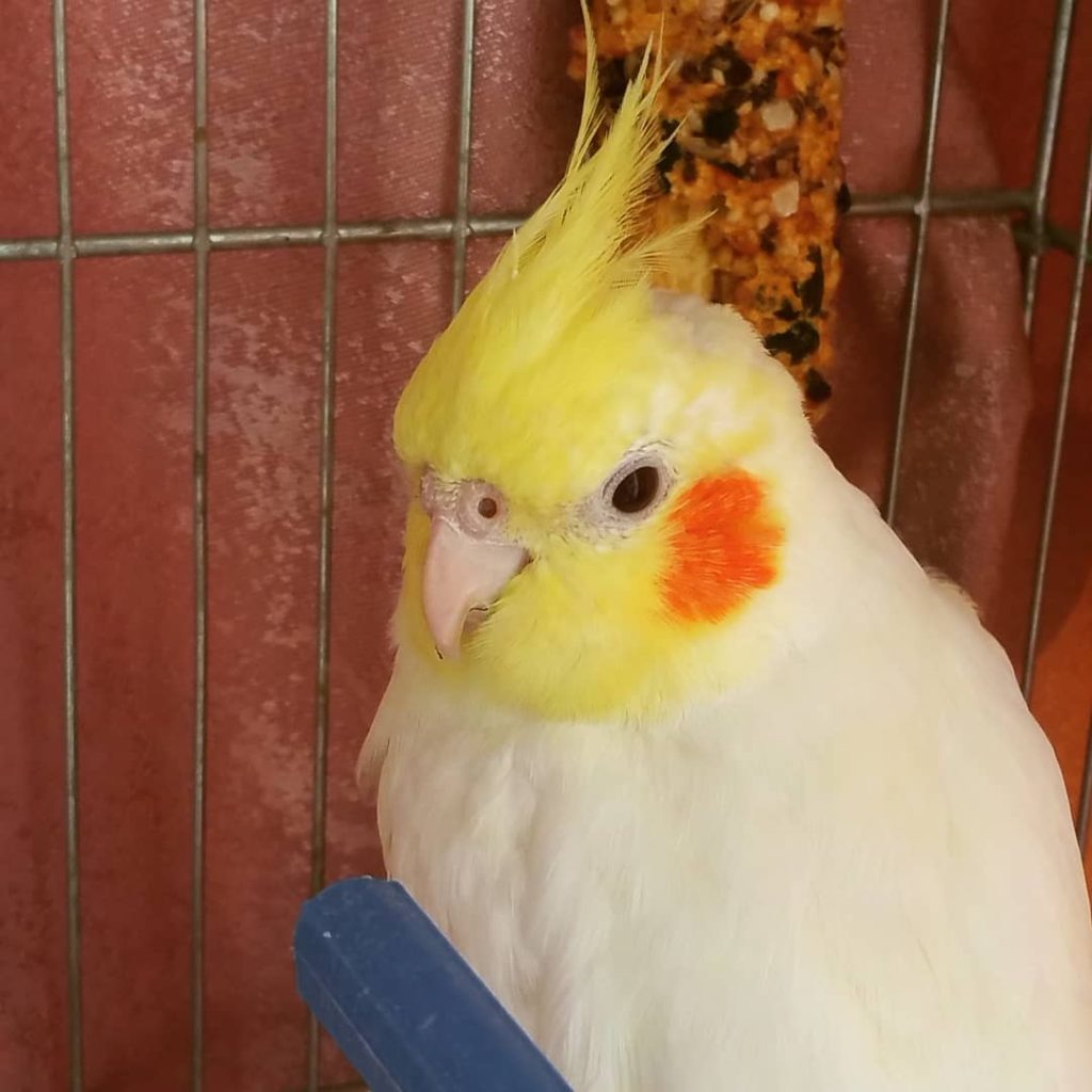 Top 10 Most Beautiful Parrot_Cockatail