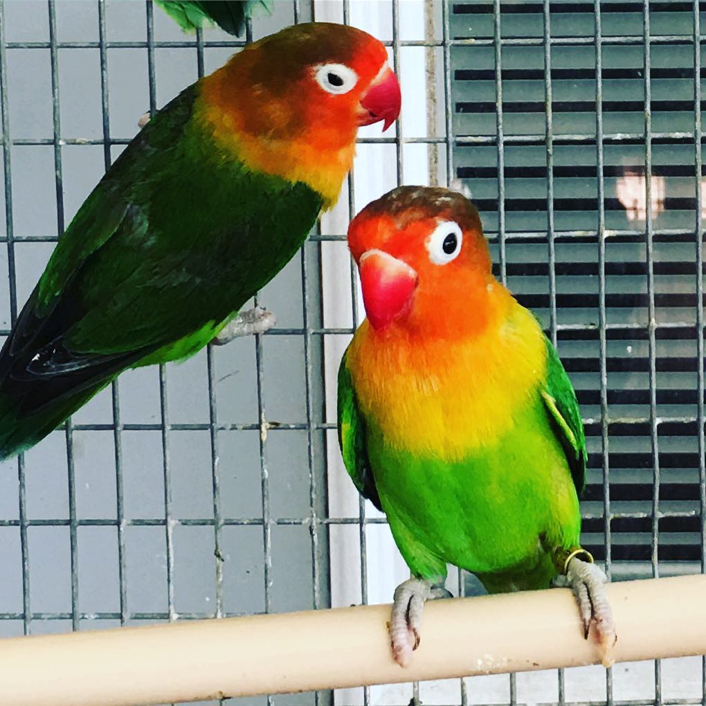 Top 10 Most Beautiful Parrot_Fisher lovebirds_