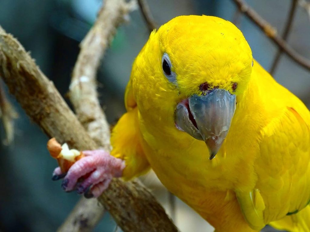 Top 10 Most Beautiful Parrot_ParrotsLove_golden parakeet 