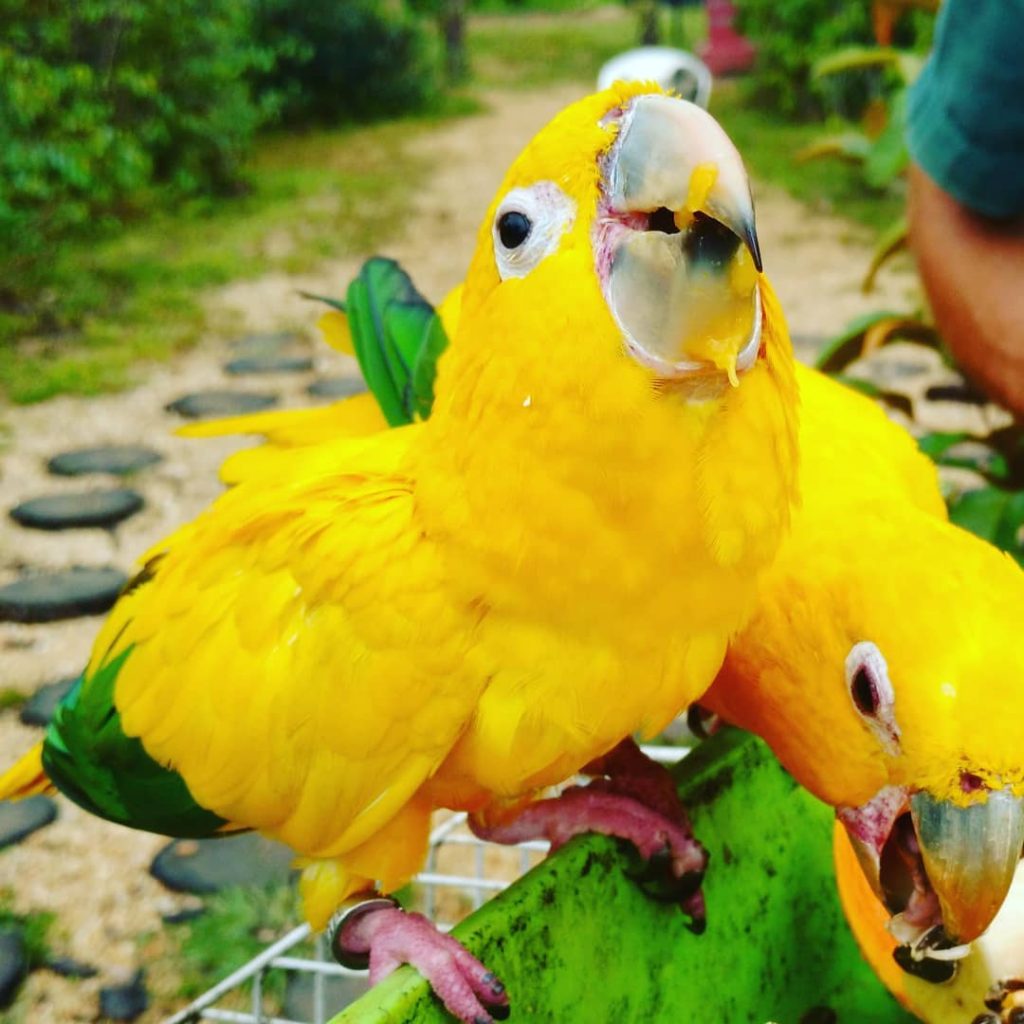 Top 10 Most Beautiful Parrot_ParrotsLove_golden parakeet 