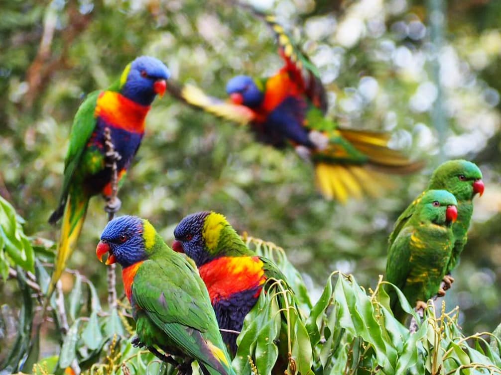 Top 10 Most Beautiful Parrot_Rainbow Lorikeet 