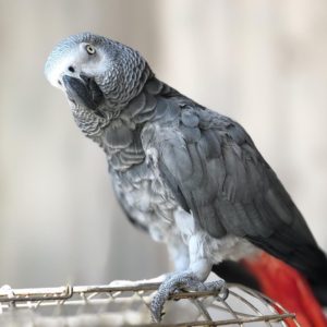 Top 10 Smartest Talking Birds | ParrotsLove, African Grey Parrots