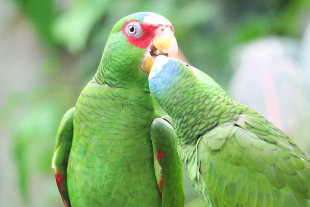 White fronted amazon, Top 10 Most Beautiful Parrot, ParrotsLove,