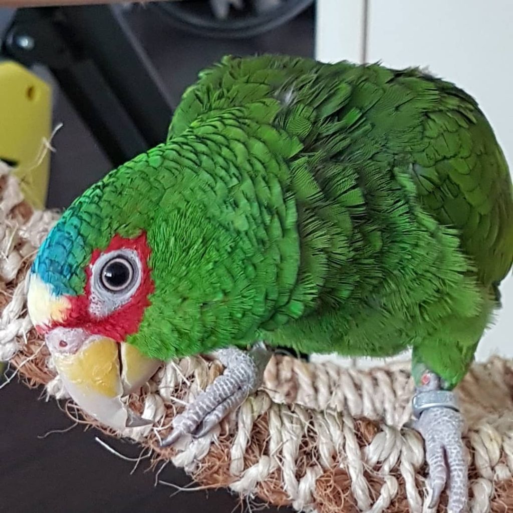 White fronted amazon, Top 10 Most Beautiful Parrot, ParrotsLove,