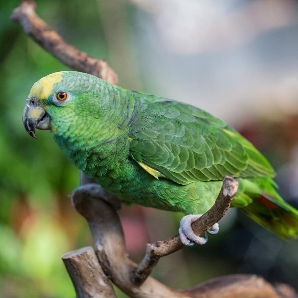 Yellow-Crowned Amazon, Top 10 Smartest Talking Birds | ParrotsLove