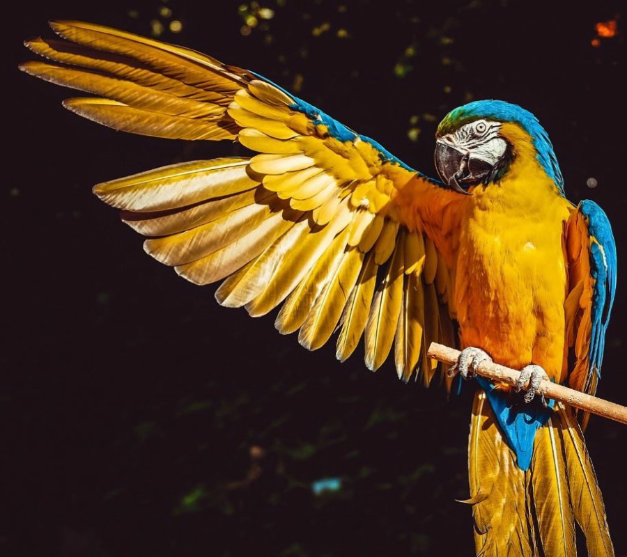 blue-and-yellow-macaw-parrotslove.com