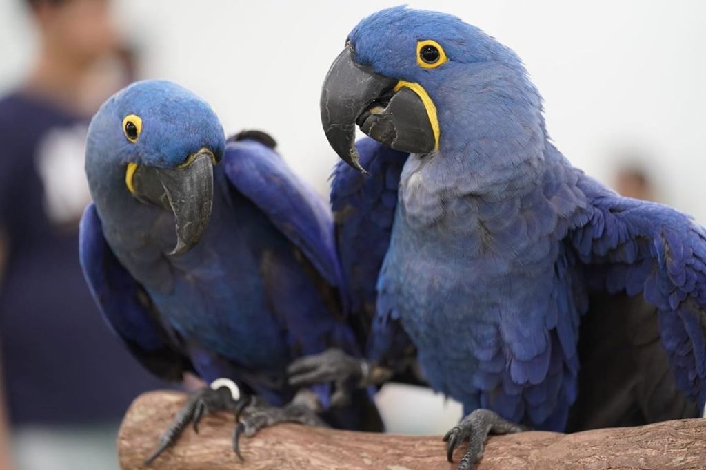  hyacinth macaw, Top 10 Most Beautiful Parrot, ParrotsLove,