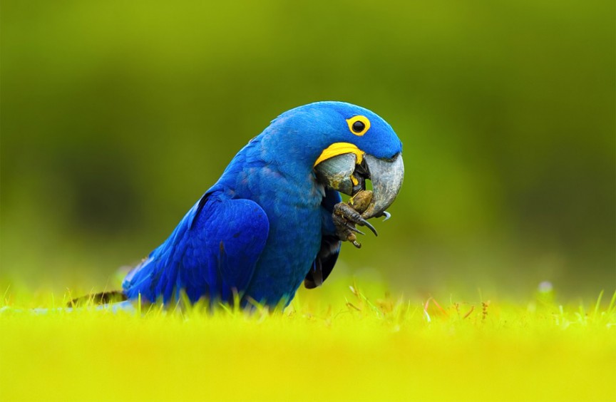 hyacinth_macaw, most expensive parrotslove, HyacinthMacaw #parrots #petbird