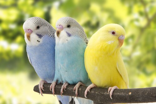 parakeet-care, Are parakeets good pets , ParrotsLove