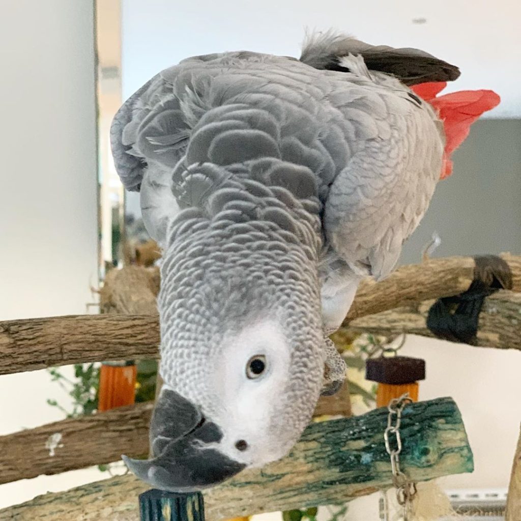 Top 10 Most Beautiful Parrot, ParrotsLove, African grey 