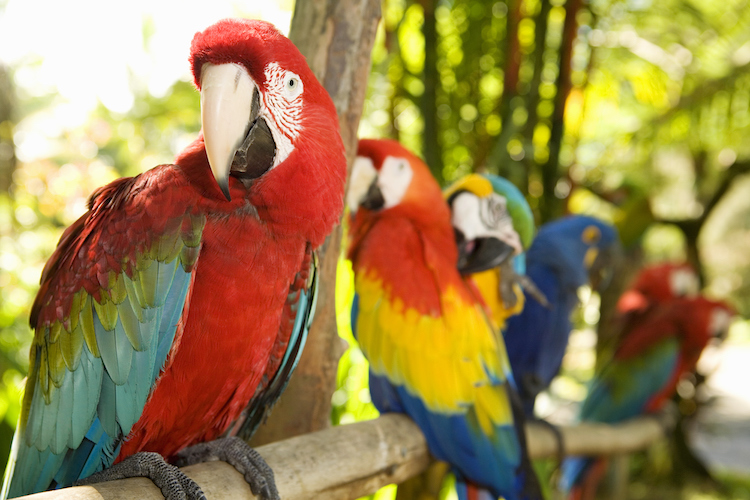 Parrots | Parrots LoveMacaws perched on branch in jungle