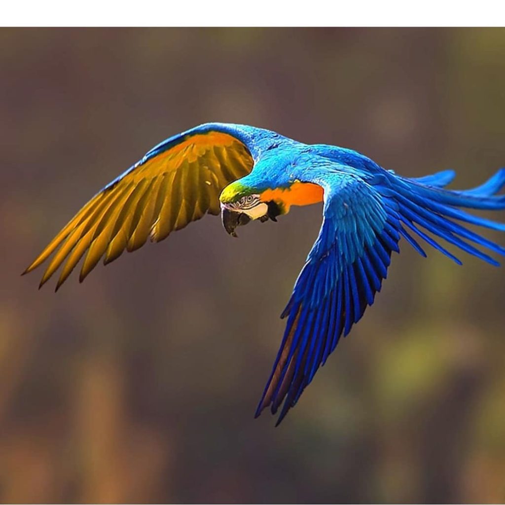 parrotslove_blue-and-yellow-macaw