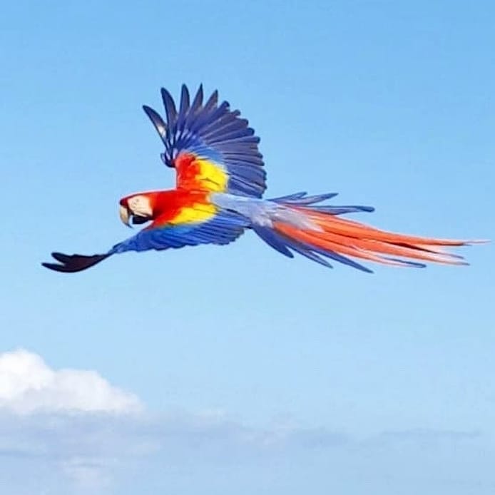  The scarlet macaw, Top 10 Most Beautiful Parrot, ParrotsLove,