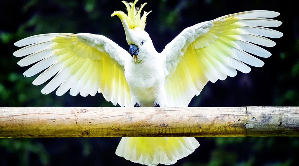 sulpher-crested-cockatoo-Cockatoo Beautiful White Parrot, PrrotsLove