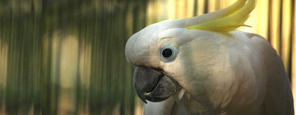 10 Things You Should Know About Cockatoo Parrots | ParrotsLove