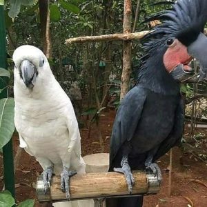 10 Things You Should Know About Cockatoo Parrots | ParrotsLove