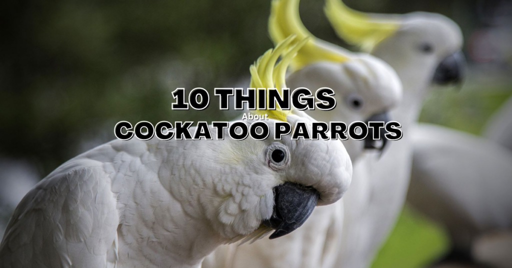 10 Things You Should Know About Cockatoo Parrots | ParrotsLove