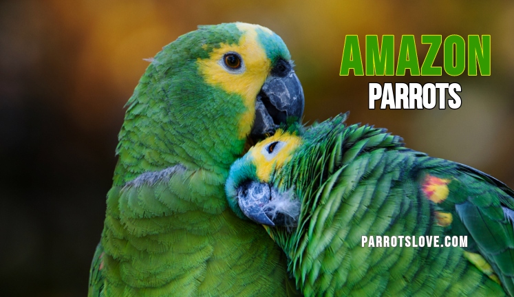 #amazonperrots #amazone parrotslove